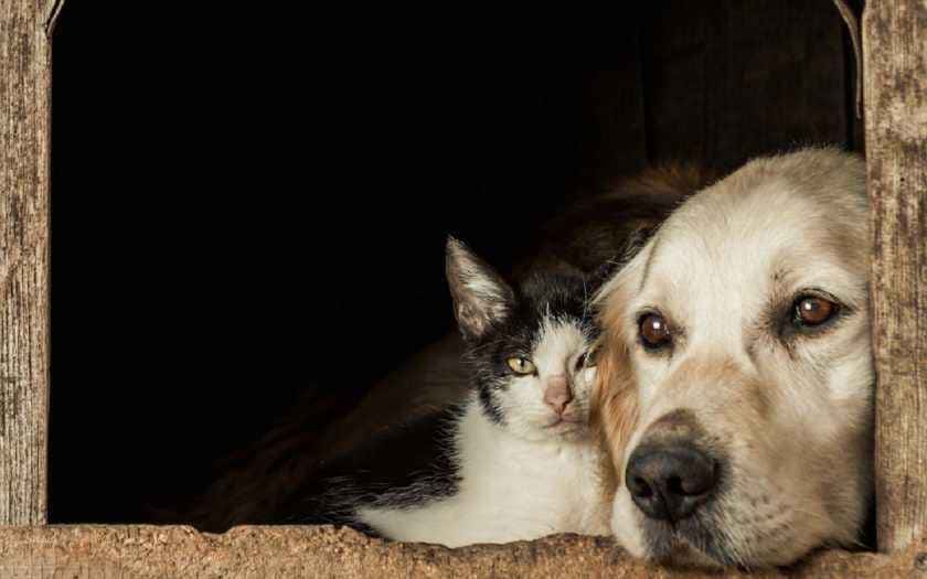Aprenda a fazer a troca de ração do seu pet