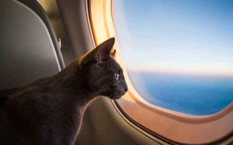 Guia completo para viajar de avião com pet