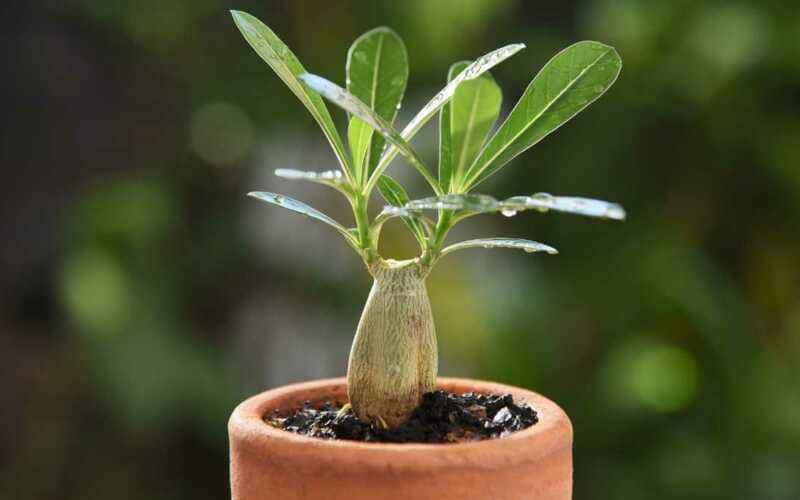 Como replantar rosa do deserto em 5 passos simples e eficazes
