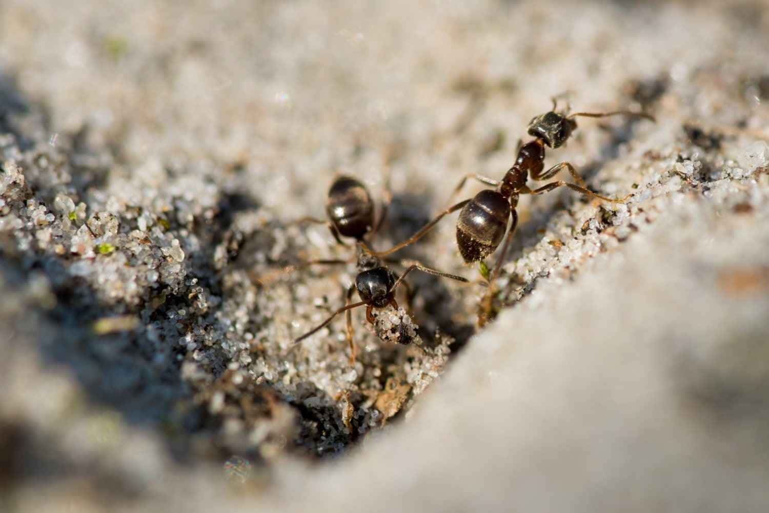 ADEUS, formigas! Basta usar orégano em sua casa