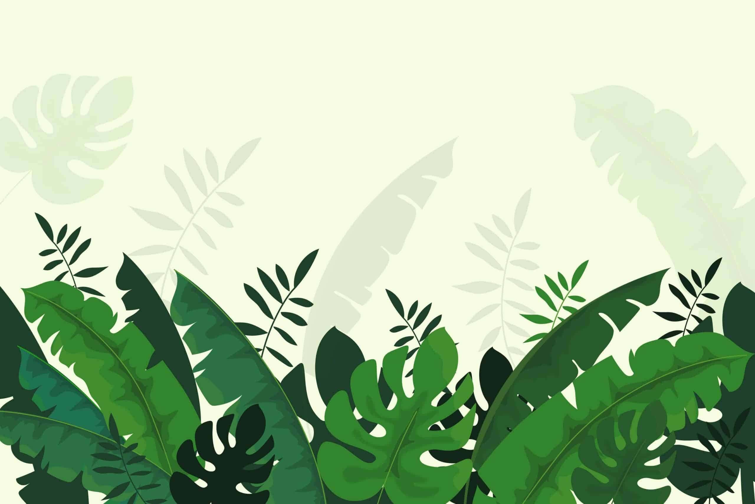 Água de banana nas plantas funciona MUITO BEM e todos me perguntam como faço isso