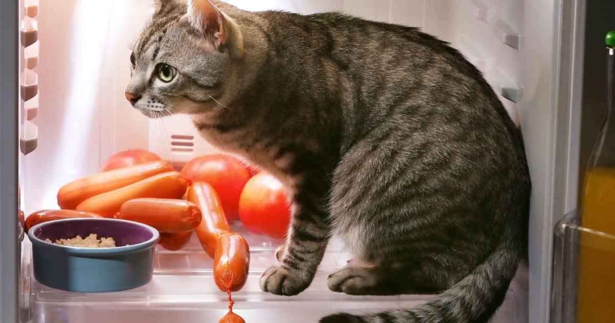 Como os pets amenizam o calor sentido por eles? Saiba como pode ajudar em casa e prevenir que algo aconteça nessa onda de calor.