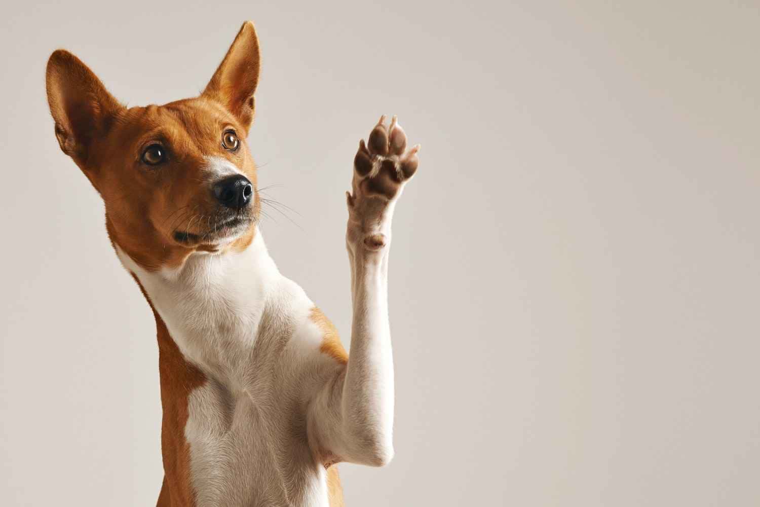 Tem PET em casa? Siga essas DICAS DE LIMPEZA para não se estressar com isso