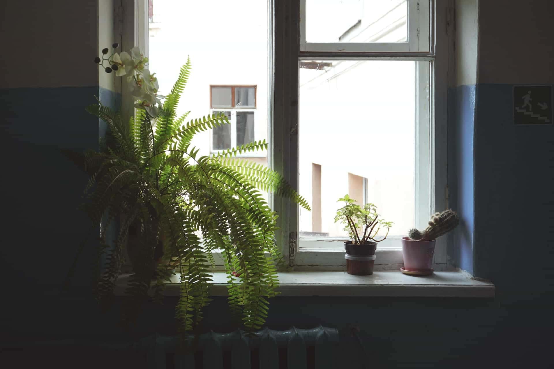 5 plantas para sua casa ficar mais elegante! Veja as melhores