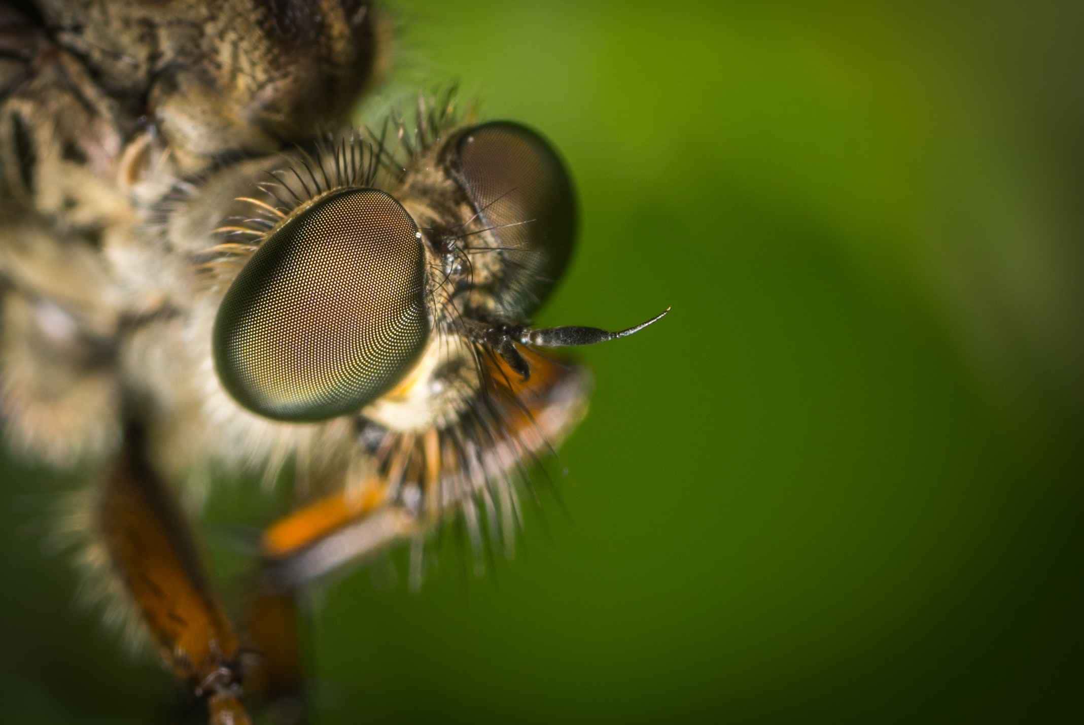 O verão, com seu clima quente e úmido, traz consigo um incômodo persistente: as moscas. Acaba com elas de um vez por todas!
