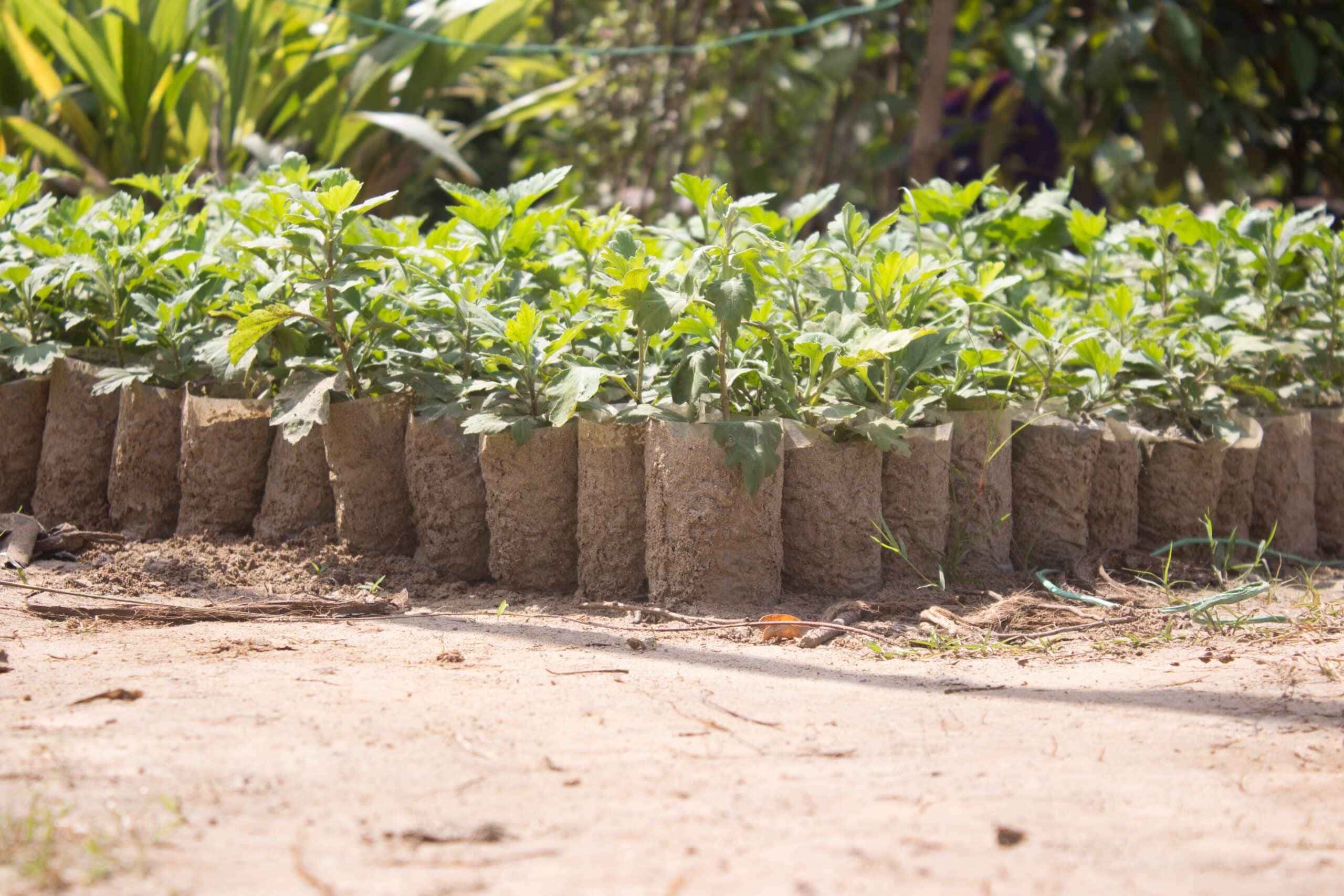 O fornecimento adequado de nutrientes, através do adubo, é fundamental para o crescimento saudável e o florescimento das plantas.
