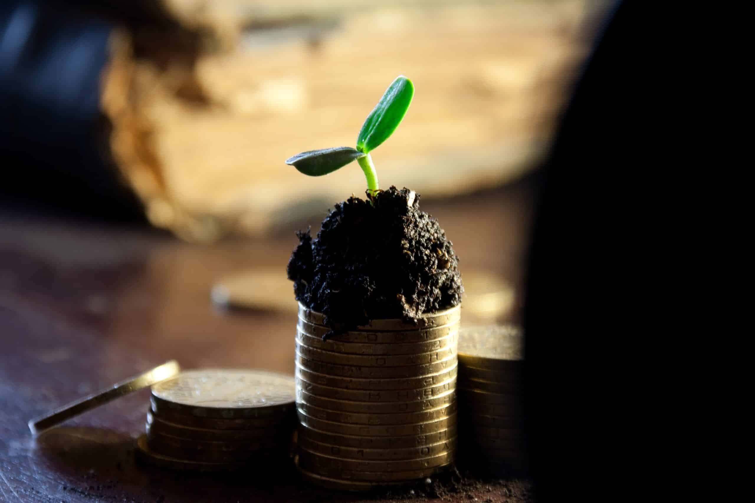 Uma árvore da fortuna ou do dinheiro é mais do que uma planta decorativa, ela representa a busca pela prosperidade e pelo sucesso. 