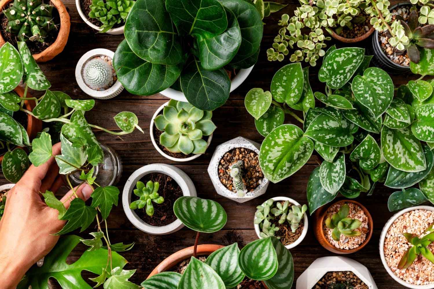 Cultive estas plantas na porta da sua casa e veja o que acontece