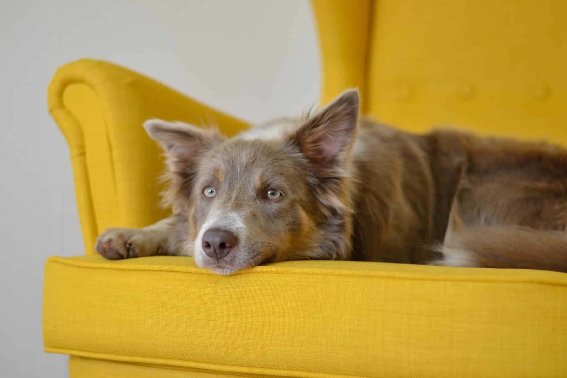 Pet em casa Faça como eu e TIRE OS PELOS DO SOFÁ assim