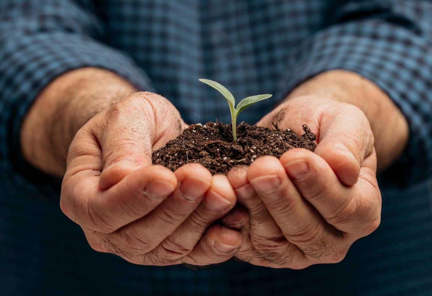 Poderosos e CASEIROS! 5 fertilizantes para suas plantas