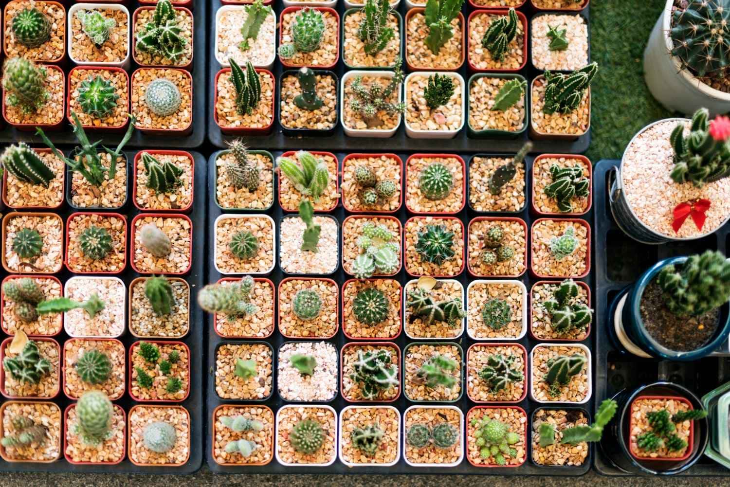 Quase não precisa regar 5 plantas para deixar na sua varanda