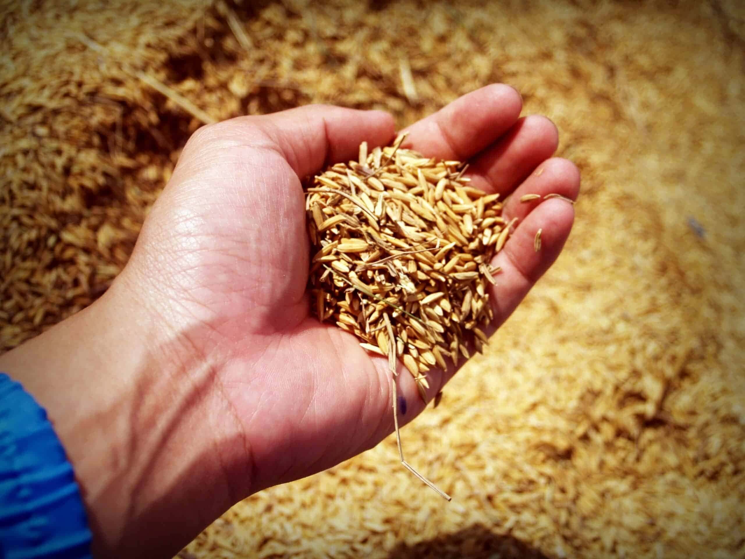Uma cliente do estado de Goiás obteve êxito em sua busca por direitos como consumidora, em decorrência de um caso de arroz contaminado.