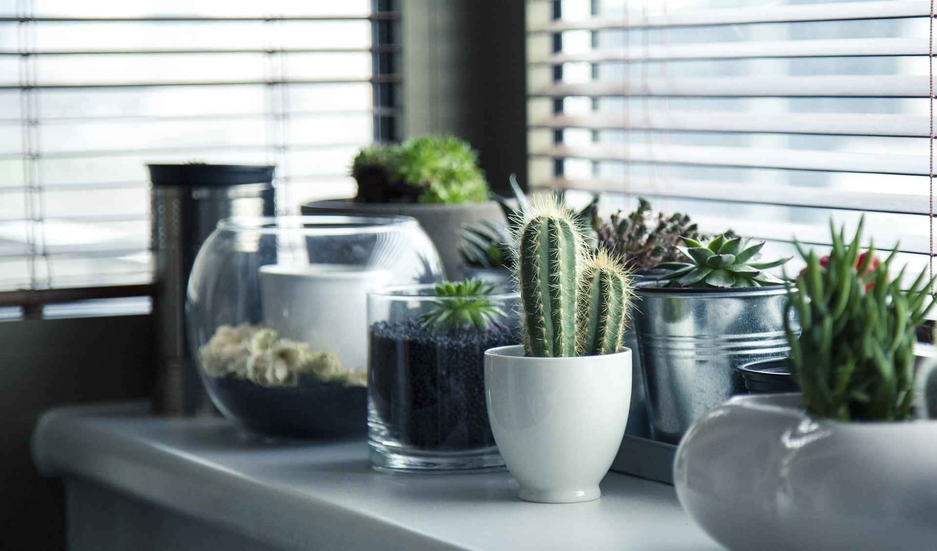 Confira estas dicas para suas plantas não morrerem.