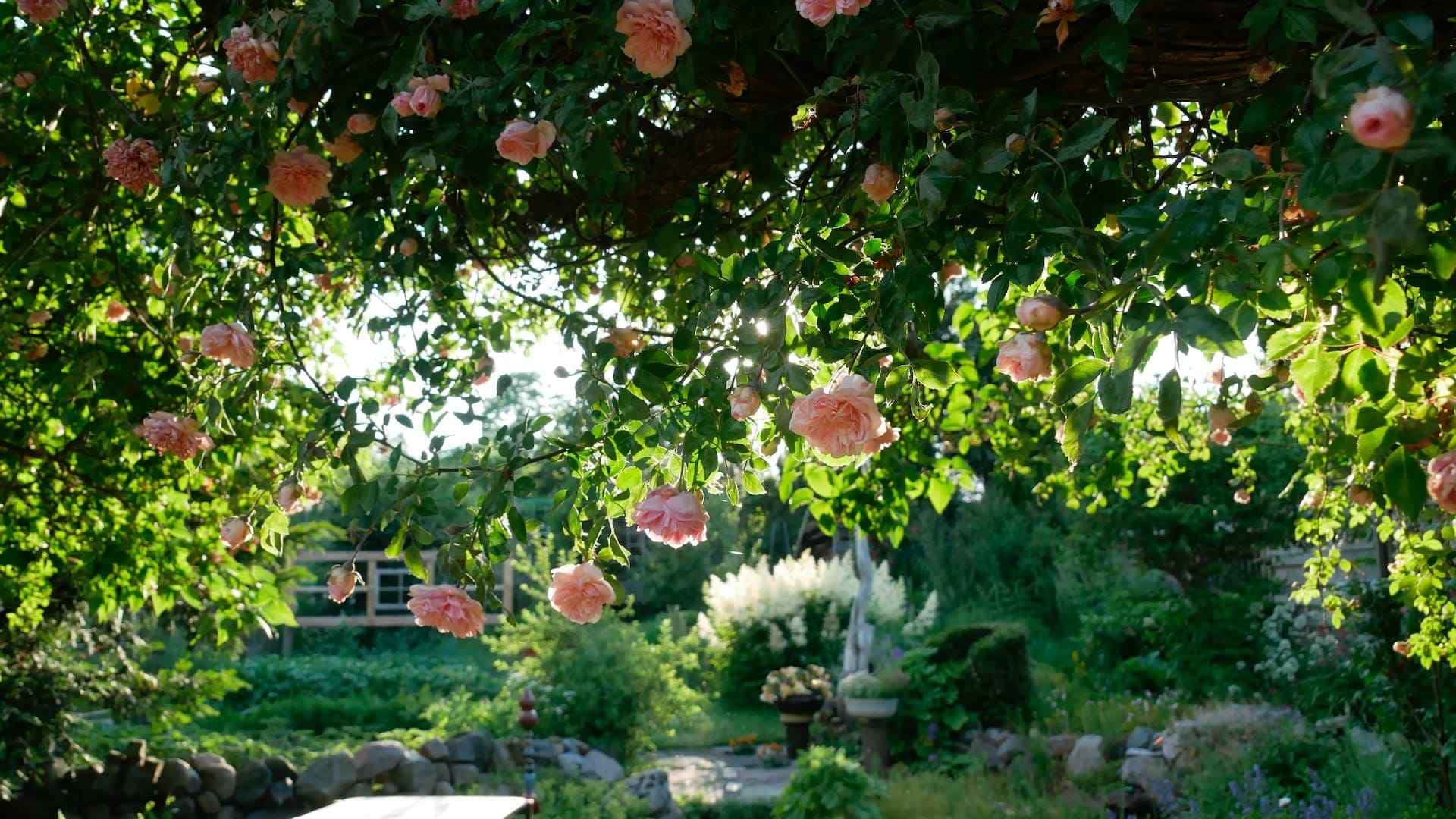 Use estes 4 ingredientes para ACABAR com as ervas daninhas do jardim