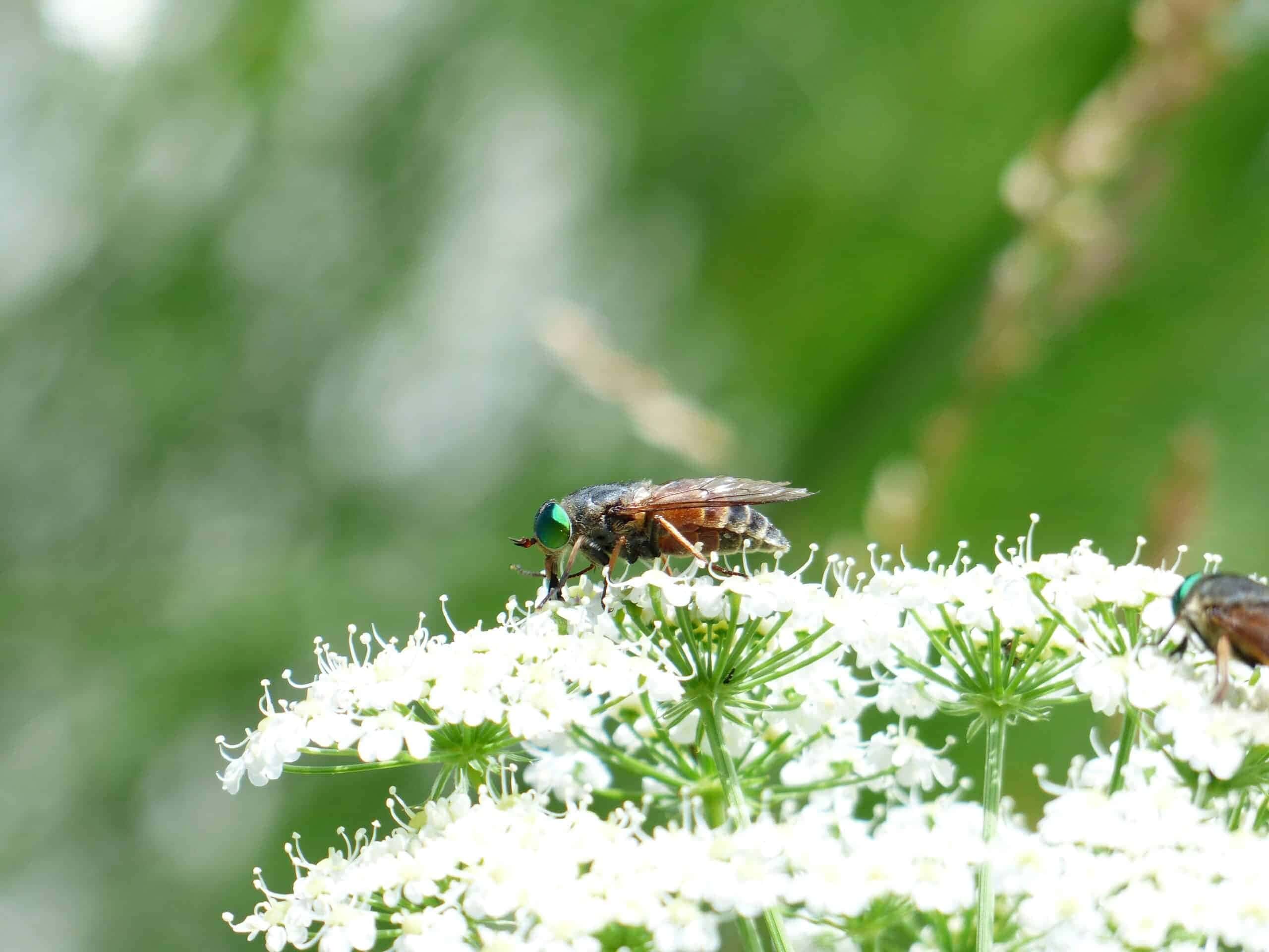 As plantas repelentes são uma maneira natural e eficaz de manter práticas e práticas do seu jardim ou casa.