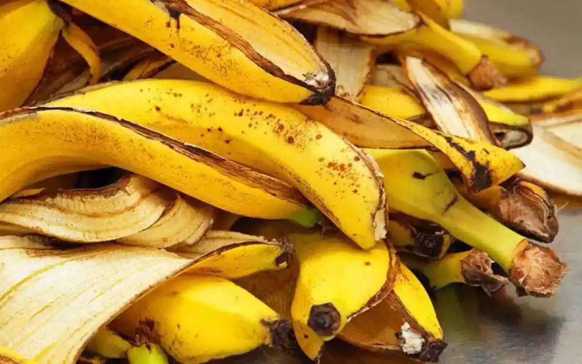 Porque a banana faz parte dos 2 ingredientes que podem dar fim as rugas e fazem parte da reposição natural do colágeno? Saiba mais. - Imagem: Zootecnia Brasil