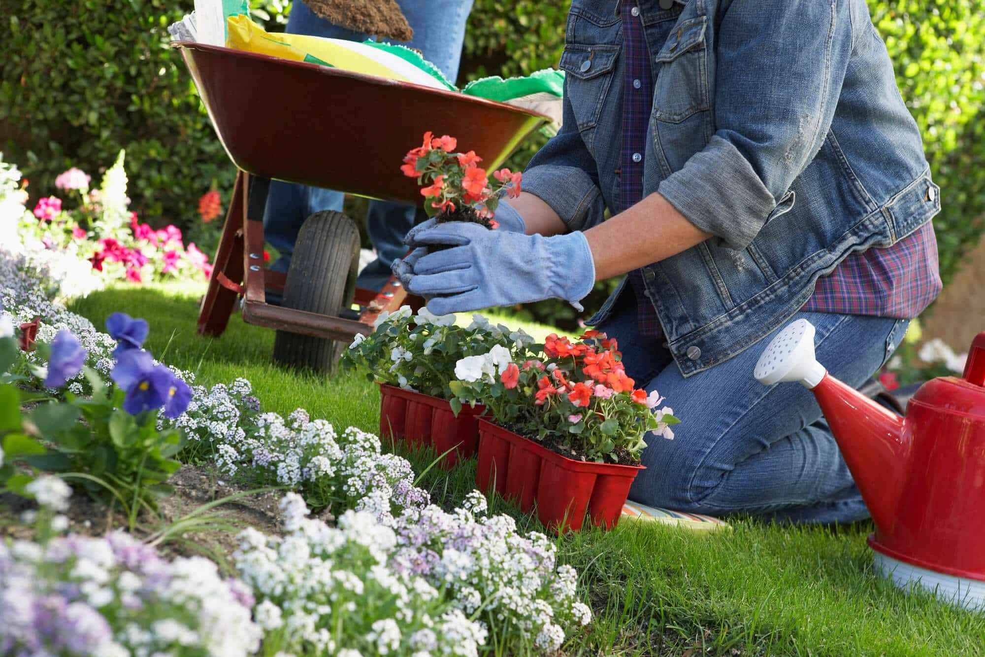 Pragas fora do seu jardim HOJE: aprenda como mantê-las fora