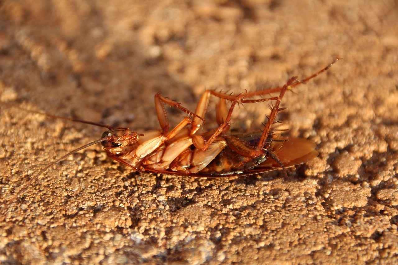 Esmagar baratas em casa pode acarretar problemas inesperados, revelam especialistas.