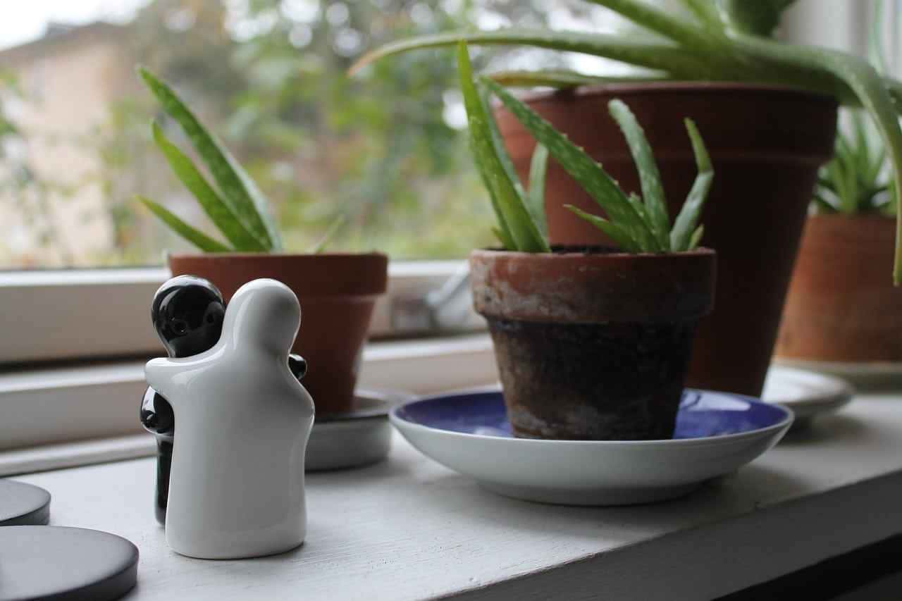 Babosa e Feng Shui: Descubra o segredo milenar para atrair prosperidade financeira. Explore as conexões entre esta planta surpreendente e as práticas do Feng Shui, desvendando estratégias para impulsionar suas finanças!