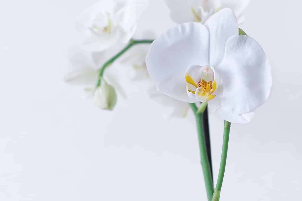 Orquídeas: a escolha consciente para um estilo de vida saudável. Transforme seu lar com essas flores, purificando o ar, elevando o humor e impulsionando a produtividade.