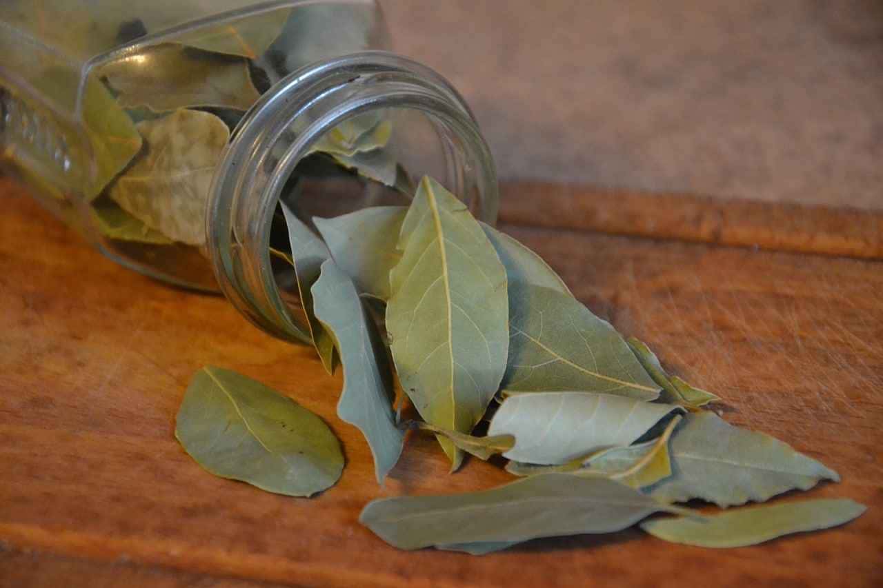 Baratas para longe da sua casa de forma natural e segura! Descubra o poder repelente das folhas de louro!