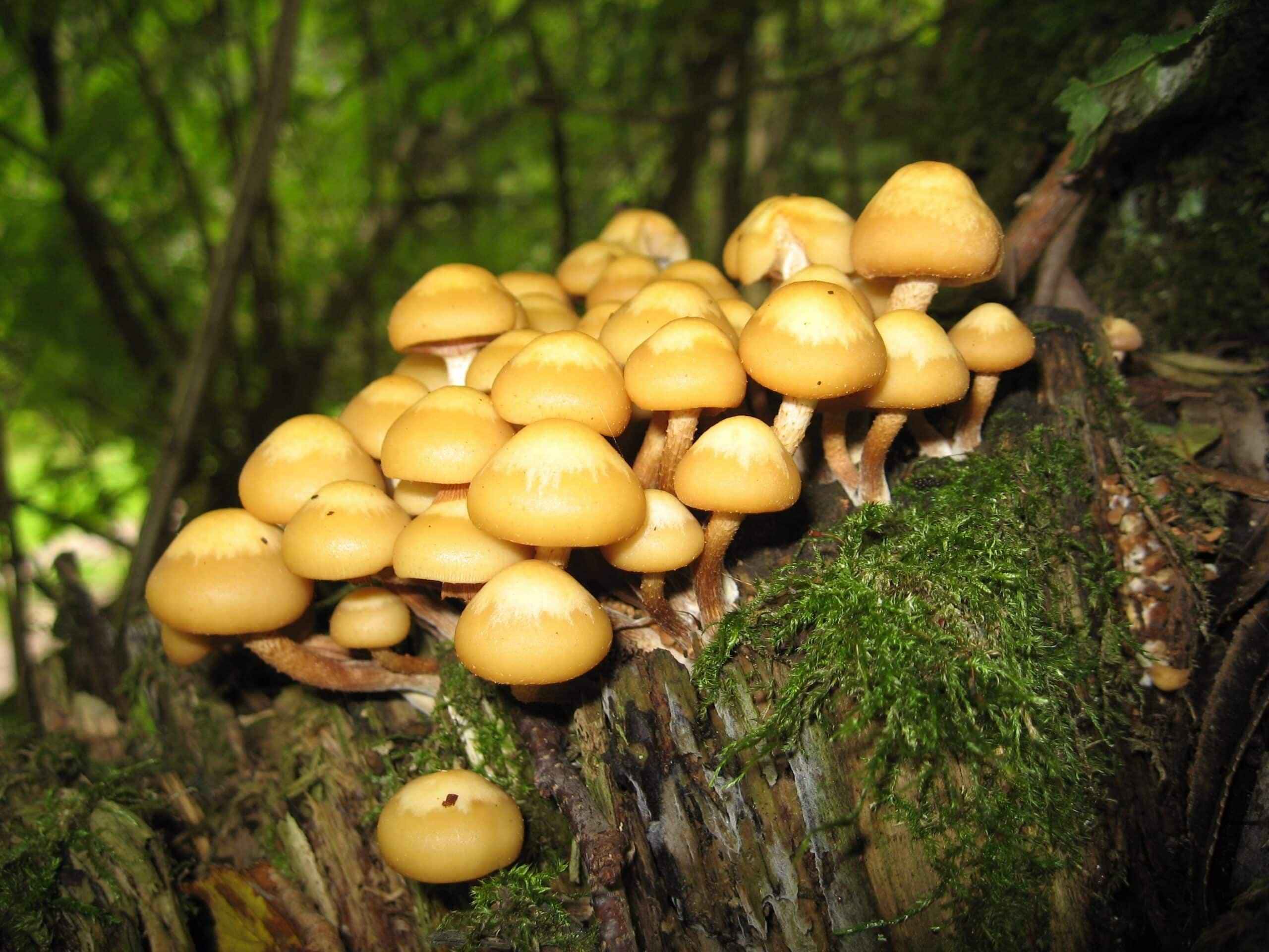 O controle de fungos em plantas pode ser um desafio, mas existem várias medidas que você pode tomar para prevenir e controlar infecções. 