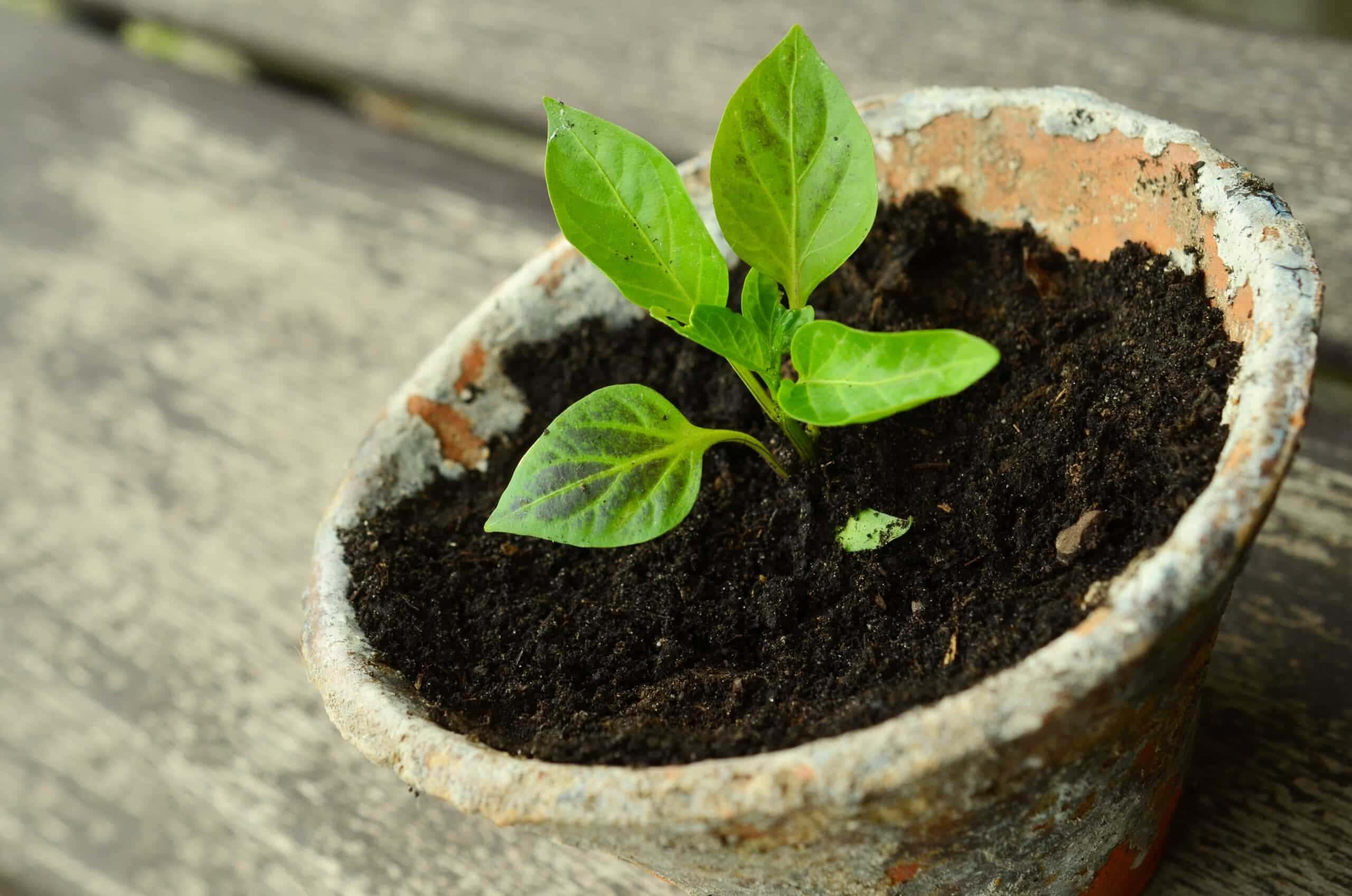 Sem a necessidade de conhecimento especializado em botânica, este método, envolvendo a maionese, pode surpreender os entusiastas de jardinagem.