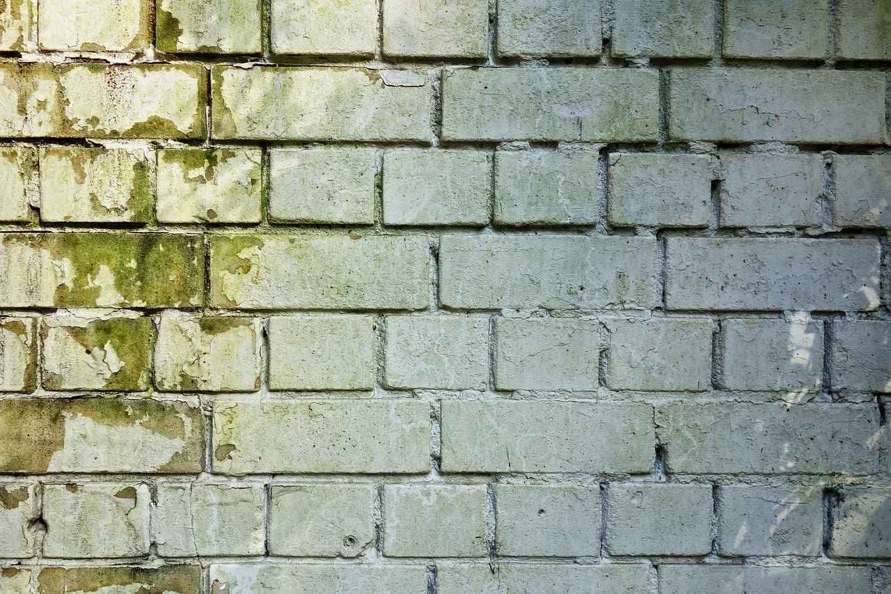 Um olhar aprofundado: da origem aos impactos na saúde, descubra as soluções preventivas para problemas de umidade e mofo.