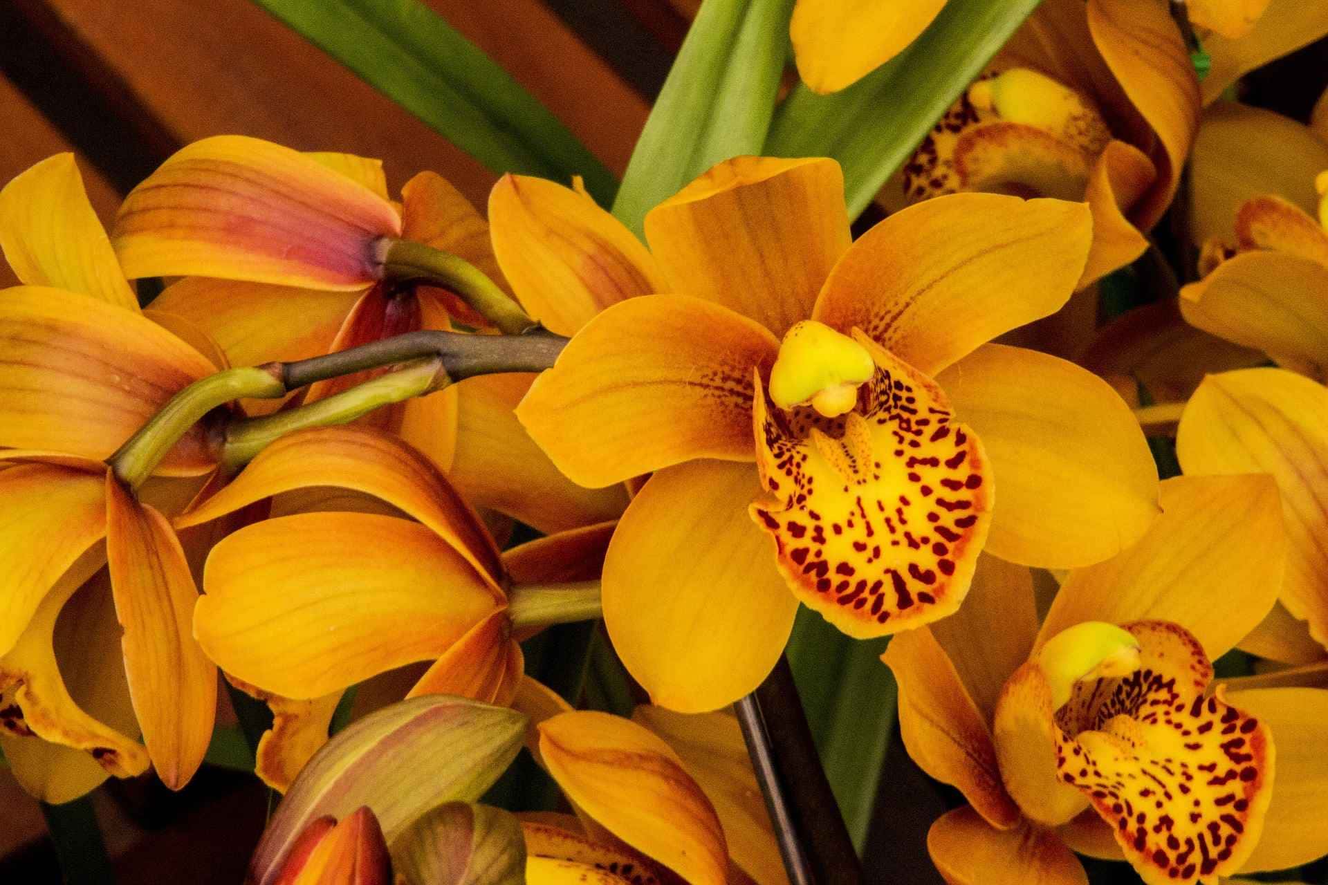 Entenda o significado de uma orquídea amarela.