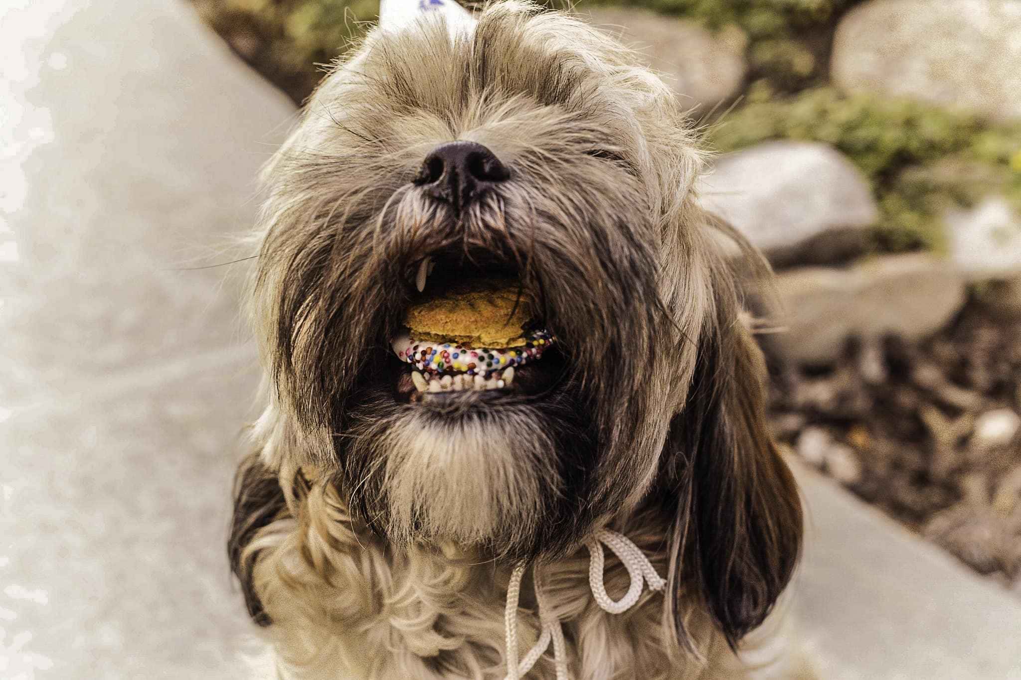 Ensino de receita de biscoitos caseiros para cachorros promove saúde canina.