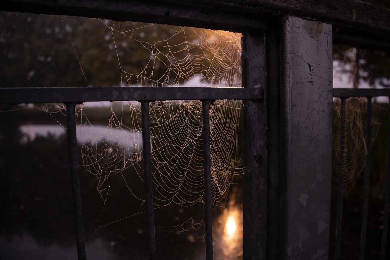 Repelente natural de aranhas: receita simples com ingredientes comuns! Descubra uma abordagem prática e cautelosa para manter sua casa livre de aracnídeos. Veja agora!