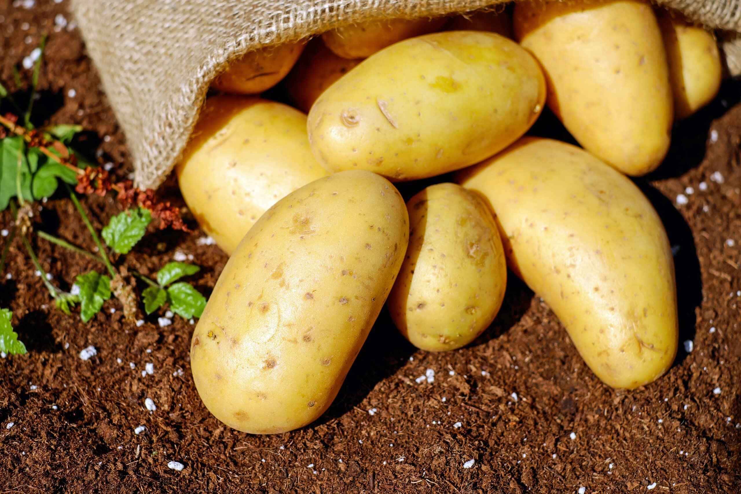 Deixar uma batata nas plantas durante a noite pode resultar em um surpreendente impulso no crescimento das raízes.
