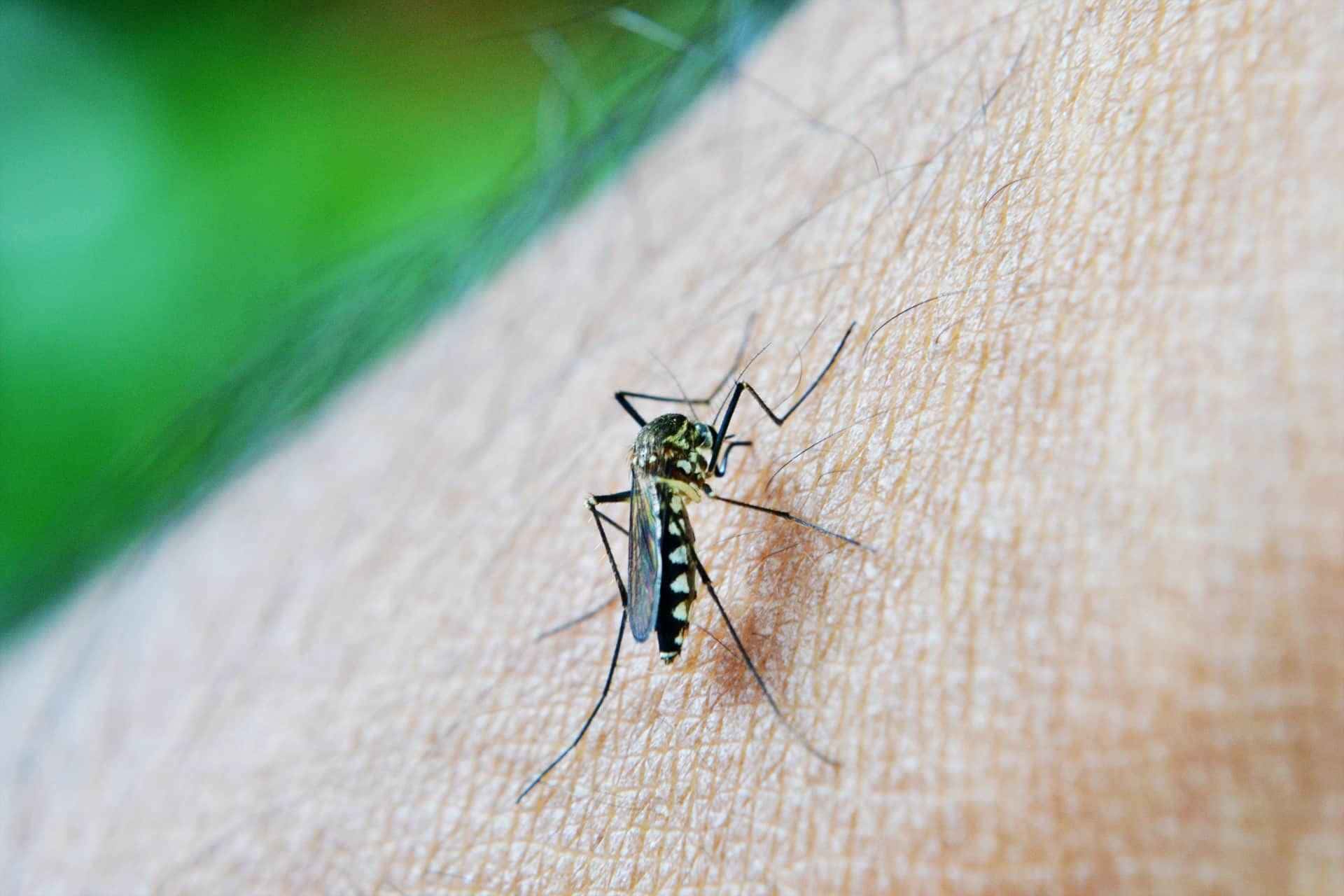 A dengue é uma doença endêmica no Brasil, com 1,5 milhão de casos registrados no primeiro semestre deste ano. 