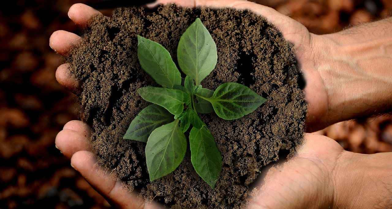 Nos círculos de plantação de flores, uma técnica simples tem ganhado destaque.