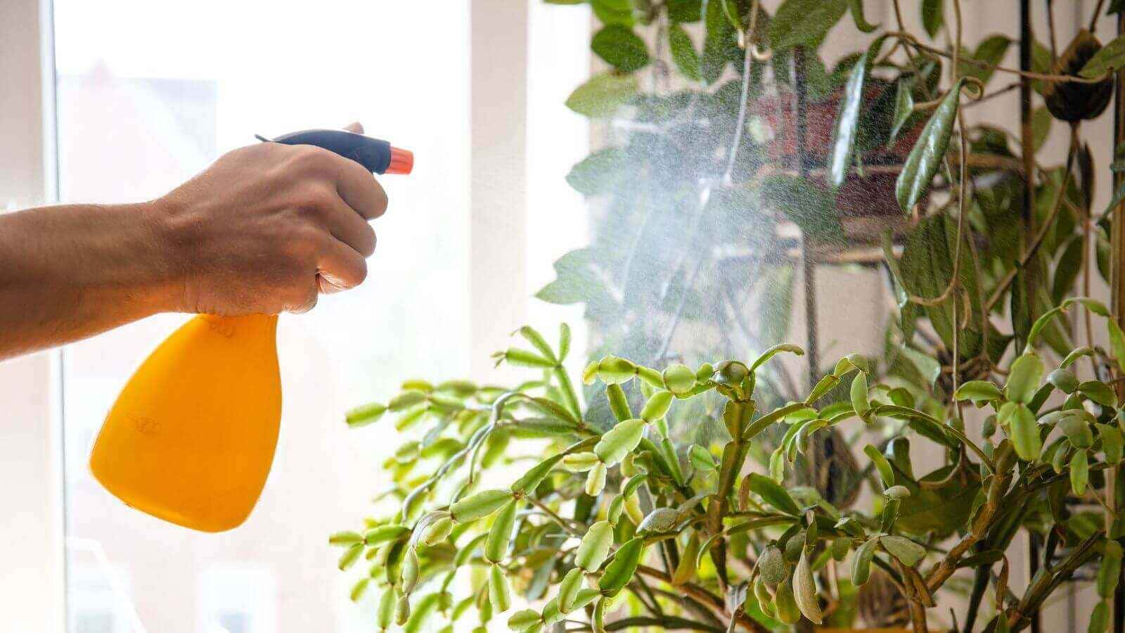 Ninguém acredita nisso, mas 1 colher de água oxigenada pode SALVAR suas plantas