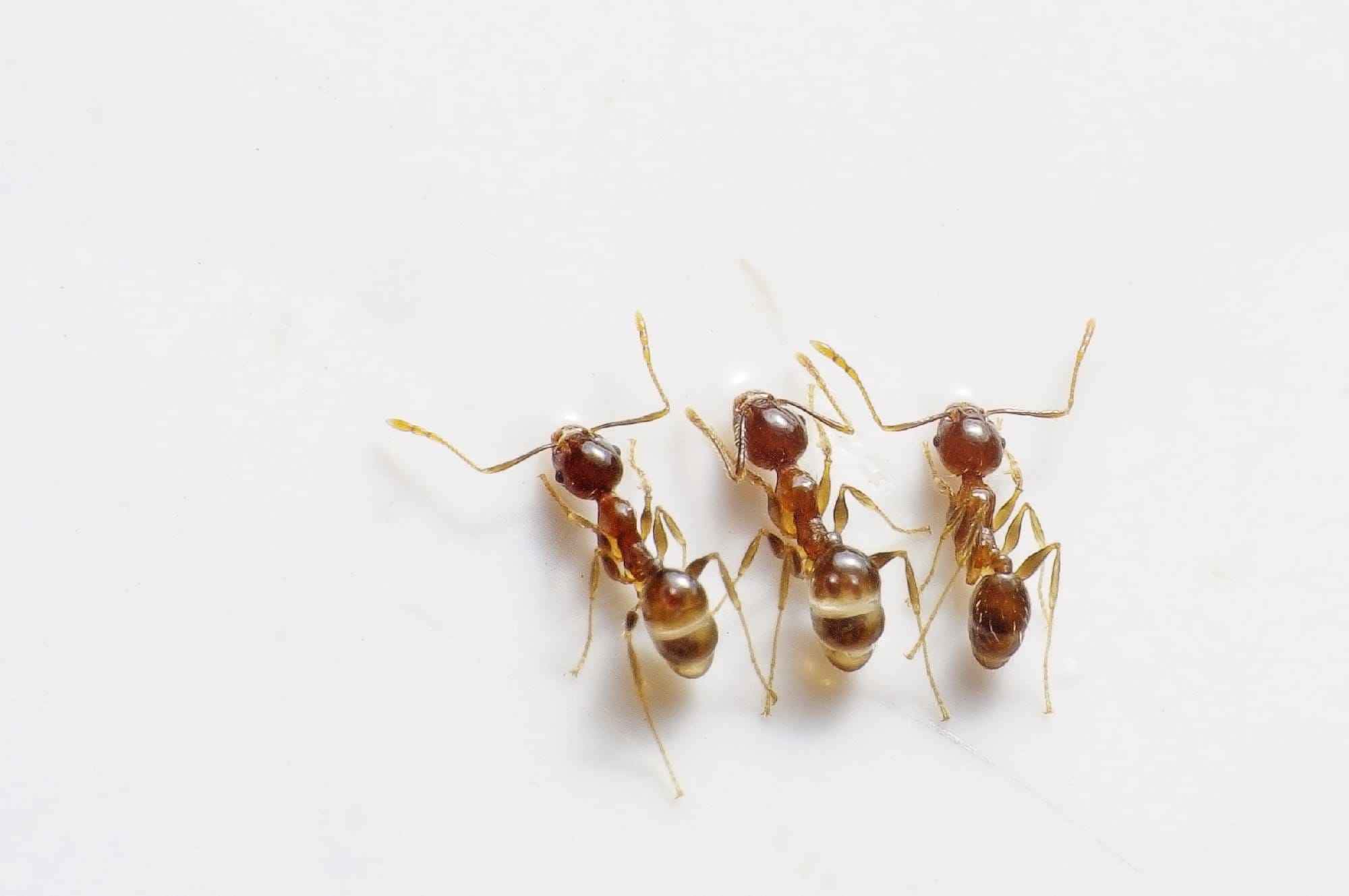 No verão, as formigas invadem casas em busca de abrigo e comida. O "truque do giz" é uma solução eficaz para mantê-las afastadas.