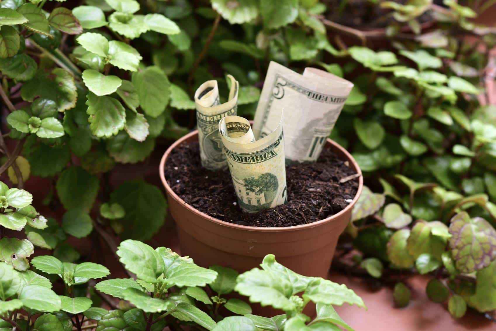 Erva do DINHEIRO: 3 opções que atraem prosperidade, segundo o Feng Shui