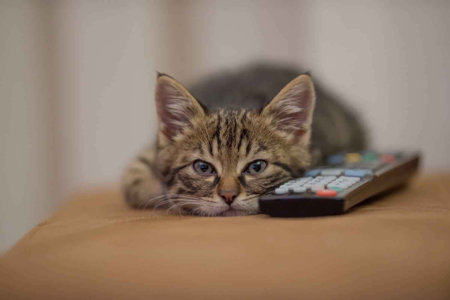 Ter um gato como animal de estimação vai além da simples companhia. Para muitos admiradores, esses felinos são fontes essenciais de conforto e bem-estar.