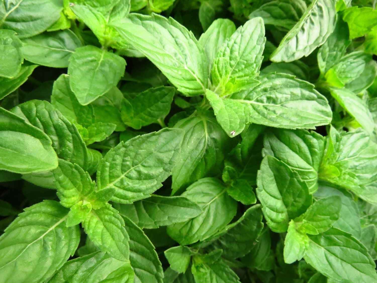No universo da culinária, as flores do manjericão muitas vezes passam despercebidas, relegadas ao descarte rotineiro.