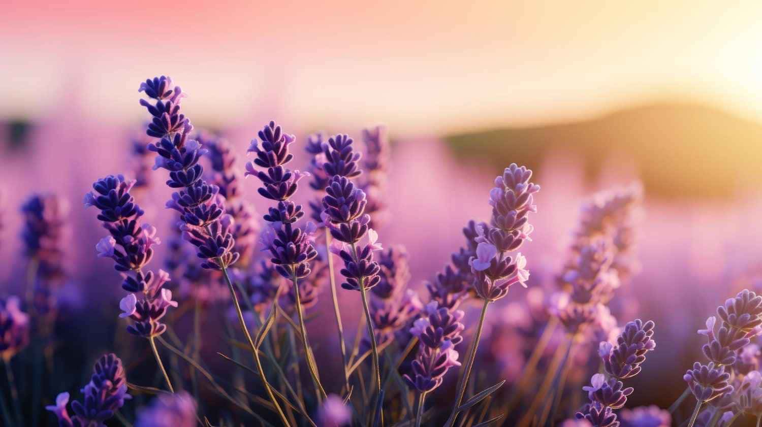 Descubra os benefícios surpreendentes da lavanda, uma planta que vai além do seu aroma agradável.