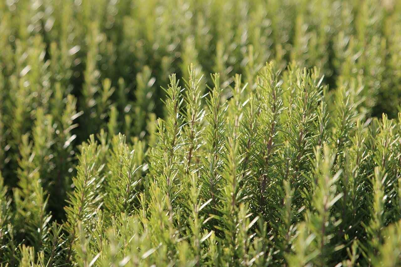 Cultivando energia positiva em casa! Veja neste artigo um guia prático com 10 plantas especiais que podem atrair positividade!