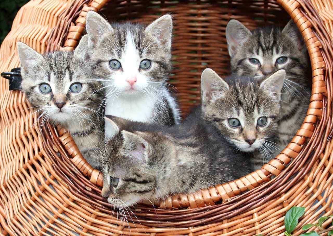 Gatos, animais de estimação conhecidos por sua independência, são ideais para aqueles com estilos de vida ocupados. Apreciando tempo sozinhos, esses felinos não demandam atenção constante, tornando-se companheiros que se encaixam perfeitamente na dinâmica agitada do cotidiano.
