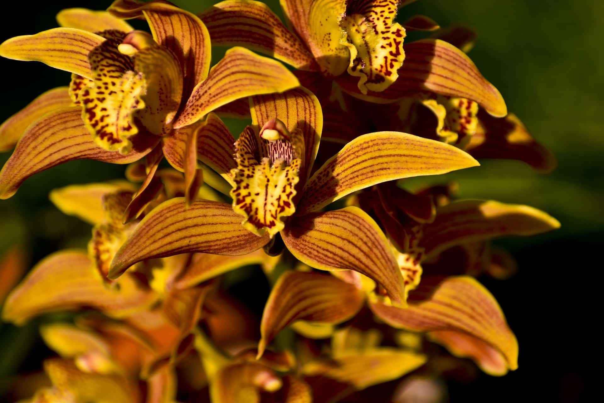 Confira o que significa cada tipo de orquídea.