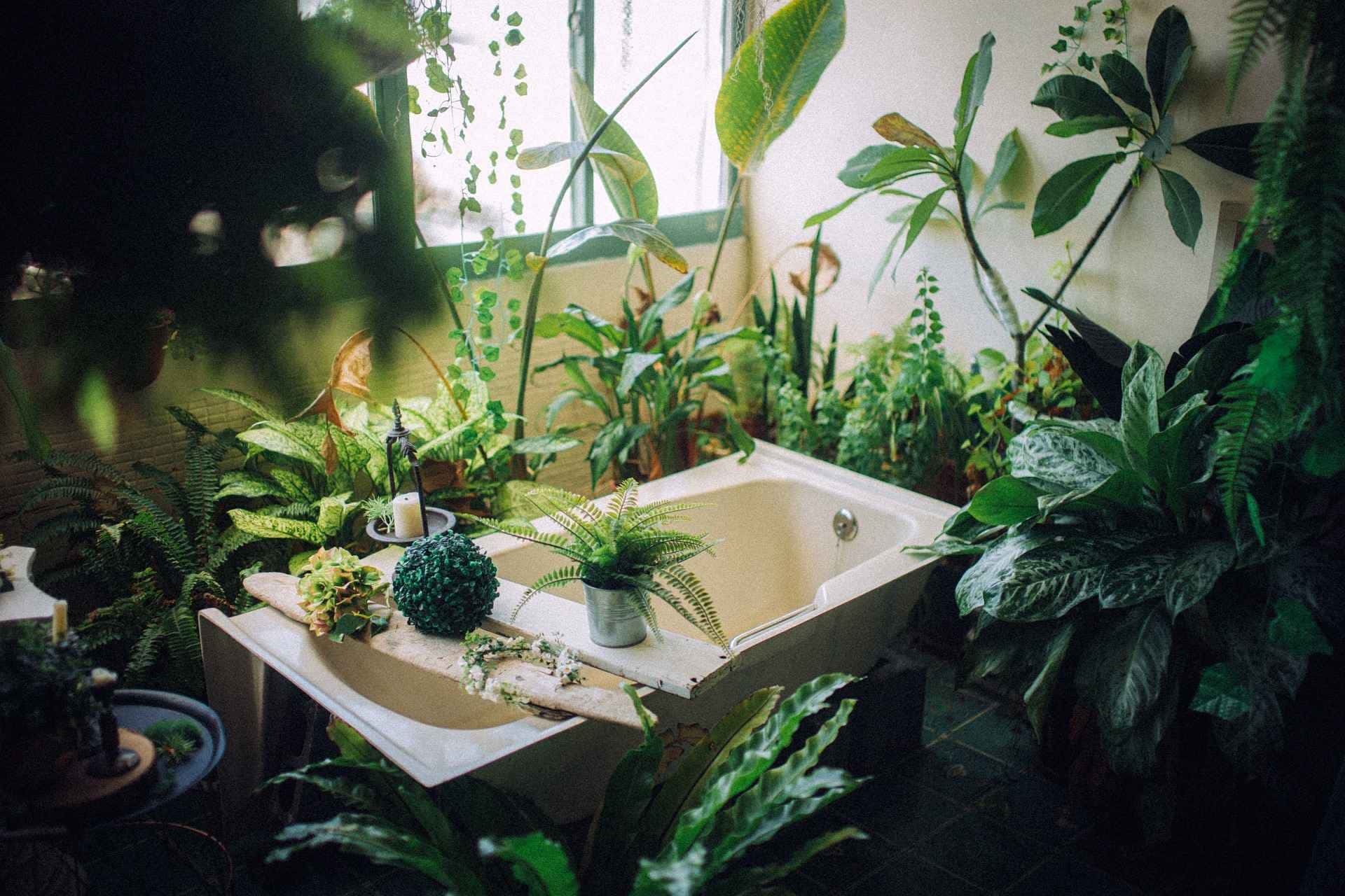 Veja como transformar galhos em plantas.