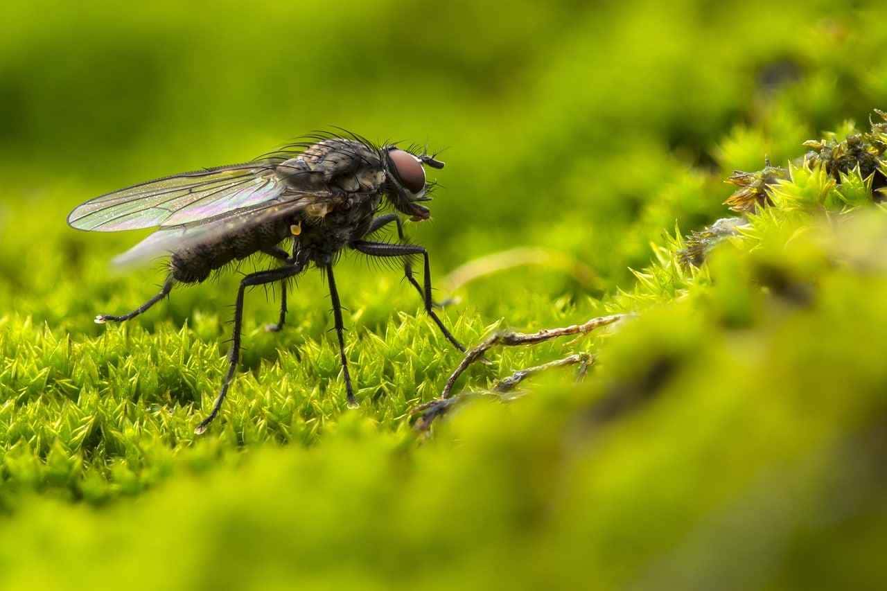Diga adeus às moscas com este segredo da sua despensa! Descubra como o vinagre pode transformar sua casa em um santuário livre de insetos!!
