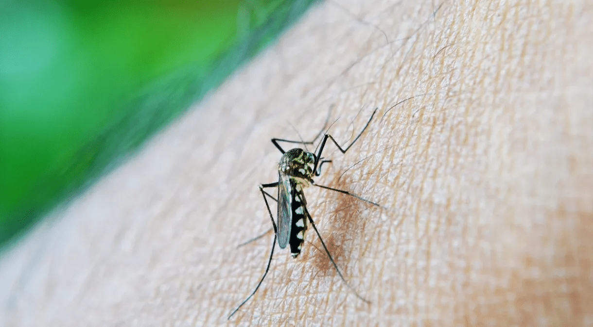 Desvende os Sintomas - Dengue ou Gripe? Saiba Como Diferenciar e Agir!