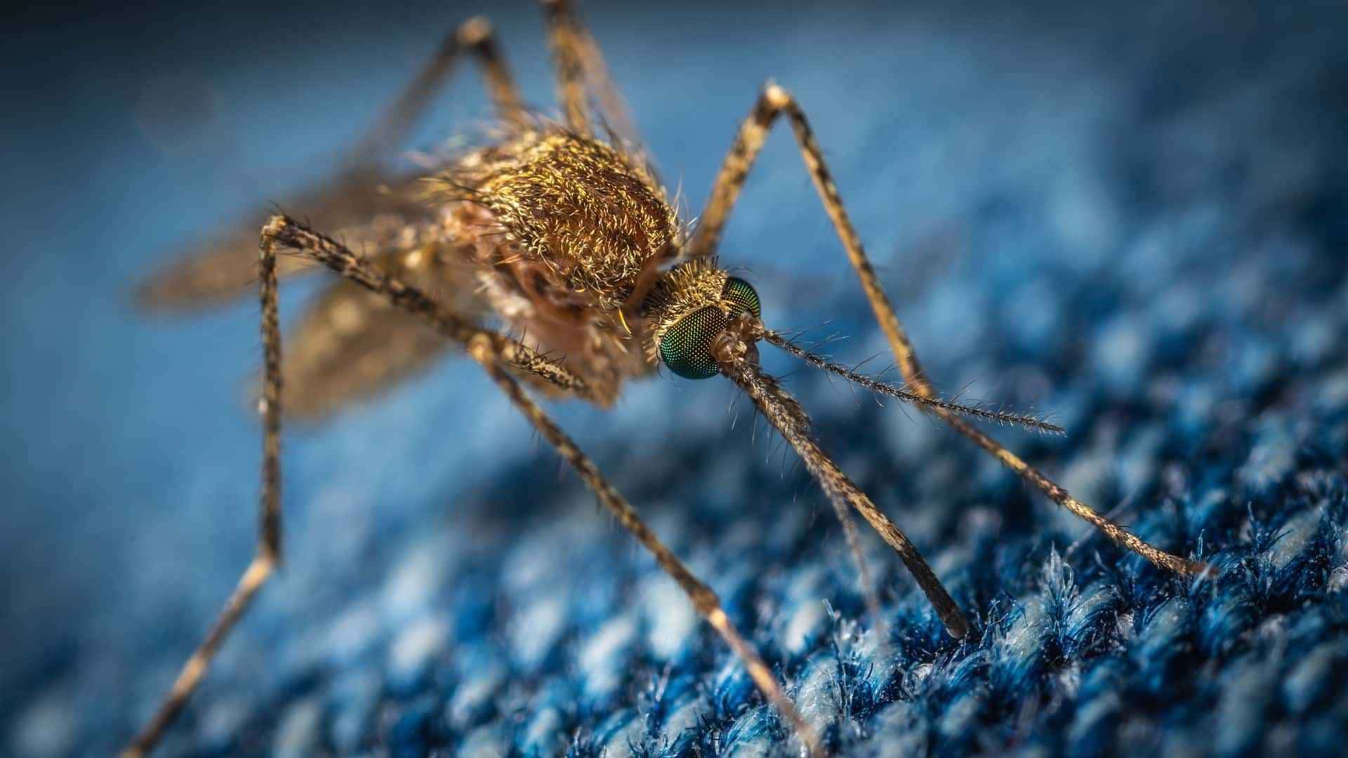Mosquitos irão fugir por conta deste item.