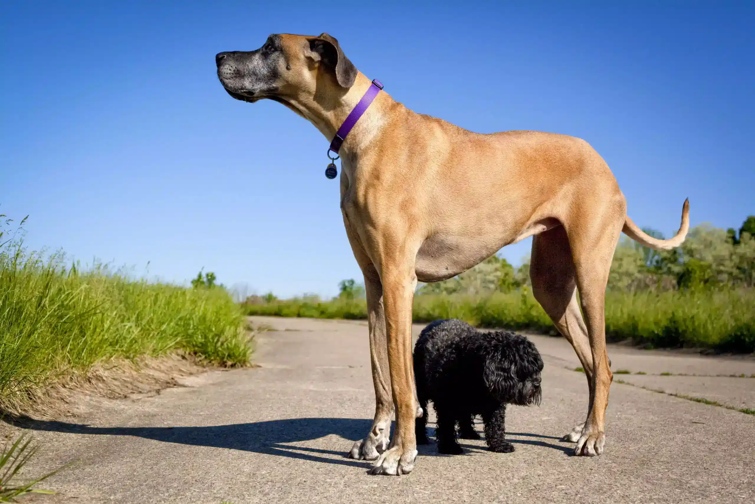 Qual é a personalidade do seu cachorro? Faça o teste da patinha