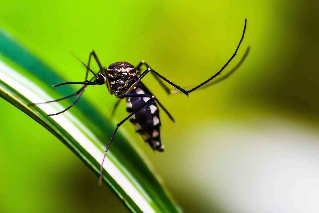 Veja como estas plantas podem ser um repelente natural para o mosquito da dengue.