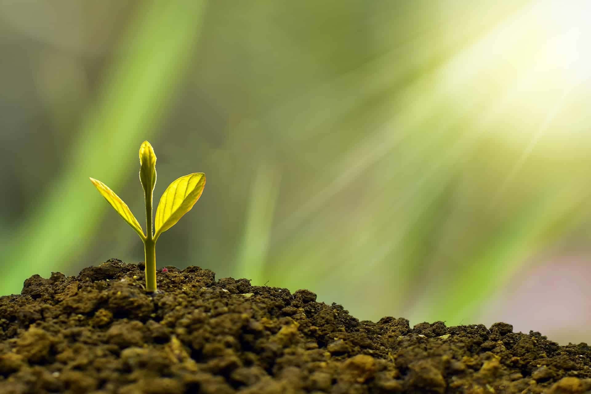 Confira como recuperar suas plantas secas.